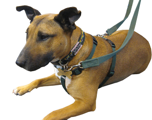tellington ttouch harness & leash